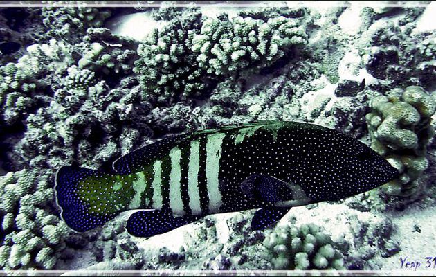 Mérou paon ou céleste ou Vieille cuisinière, Peacock Hind or Peacock grouper or Bluespotted grouper (Cephalopholis argus) - Tumakohua (passe sud) - Atoll de Fakarava - Tuamotu - Polynésie françai