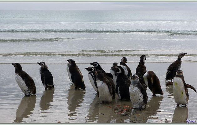 Manchots de Magellan (Spheniscus magellanicus) - Saunders Island - Falkland Islands, Iles Malouines, Islas Malvinas