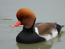 Nette rousse