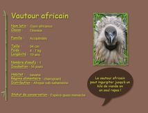 Vautour africain