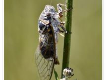  Cigale plébeienne - Tibicen plebejus (Lyristes plebejus Scopoli, 1763)