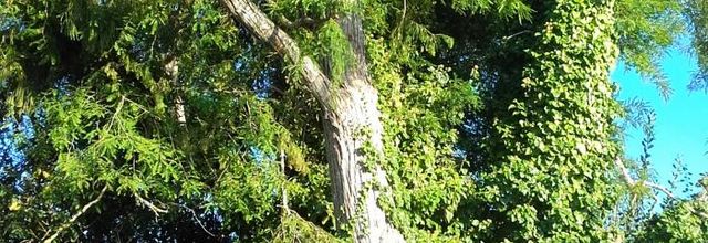  Nos   amis les arbres 