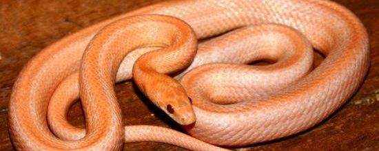 Hypo lavender stripe