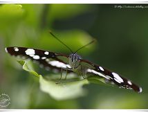 Sylvain azuré - limenitis reducta - Nymphalidae