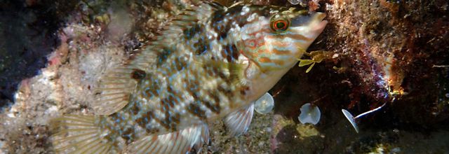 Photos sous-marines au Cap Rousset sur la Côte Bleue
