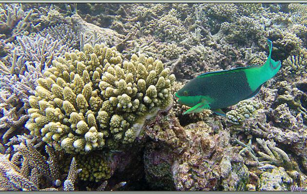Poissons d'avril des Maldives, caméra Gopro Hero3+