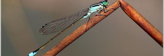 Agrion Elégant (2) - Ischnura elegans