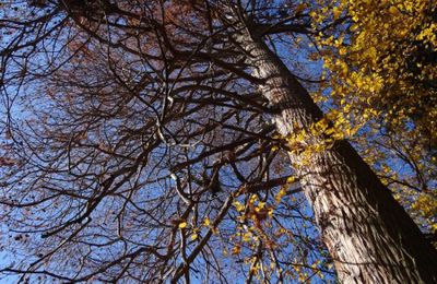 A la recherche de la forêt de cyprès chauves...