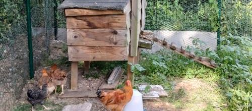 Des nouvelles des poulets
