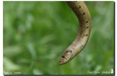 Couleuvre à échelons - Rhinechis scalaris