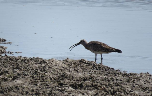 des oiseaux qui ont faim