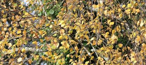 Paillage d'automne au jardin