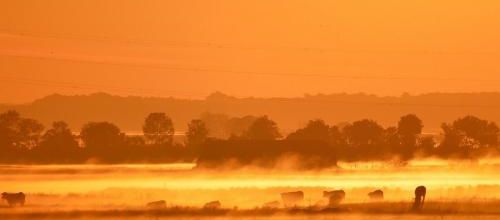 ... un petit matin dans notre marais...