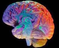 Cerveau et enseignement.