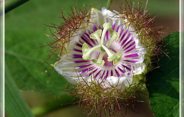 Passiflore fétide, Grenadille-caméléon, Ppoc-poc, Wild maracuja, Bush passion fruit (Passiflora foetida) - Nosy Sakatia - Madagascar