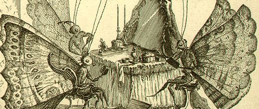 Pimpenicaille, le roi des papillons