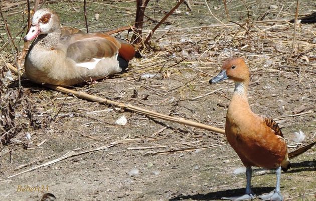 des beaux canards 