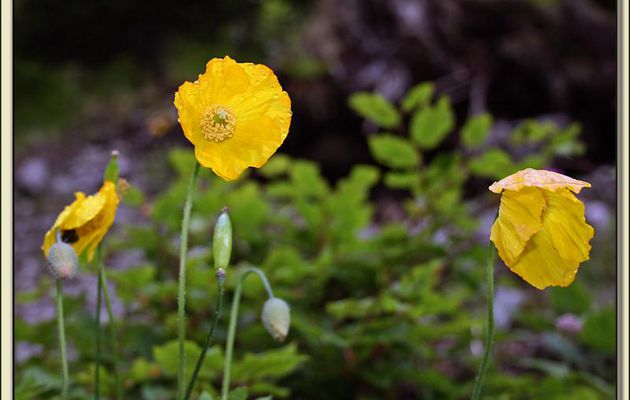 Flore des Pyrénées (Images de mon ancien blog, année 2009)