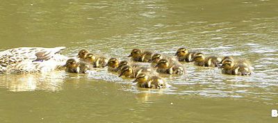 Canards en balade au Parc Majolan...