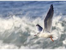 Mouette rieuse - Chroicocephalus ridibundus - Black-headed Gull