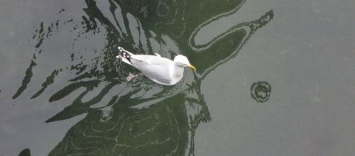 ...faire des ronds dans l'eau?