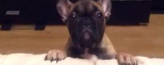 Ce bouledogue aboie d'une manière assez étrange