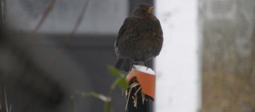 Petites plumes au jardin