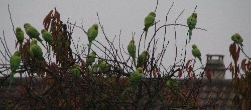 De drôles d'oiseaux...verts !