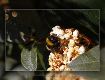 Bombus terrestris (Bourdon terrestre) femelle...