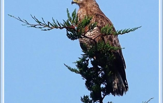 Buse variable, Common Buzzard (Buteo buteo) - Les Portes-en-Ré - Ile de Ré - 17 