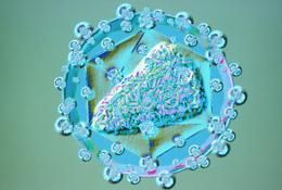transmission du VIH : nouveaux espoirs pour bloquer l'infection ?