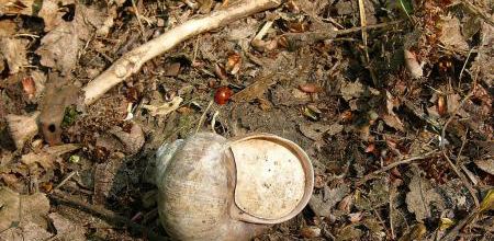 L'épiphragme de l'escargot