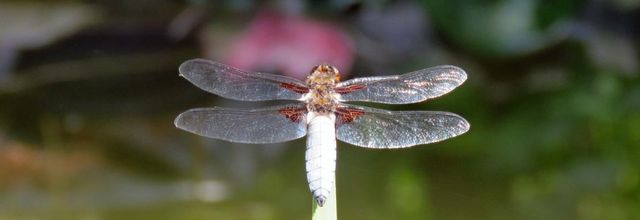 1 ère libellule sur mon bassin