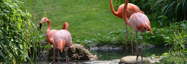 Ménagerie du Jardin des Plantes : Le flamant des Caraïbes ou flamant rouge