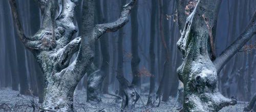 Deyan Kossev et ses arbres humains