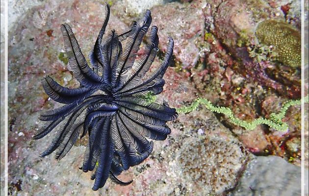 Belle comatule, Beautiful feather-star (Cenometra bella) - Betalinjona (2ème Frère) - Nosy Tsarabanjina - Archipel Mitsio - Madagascar