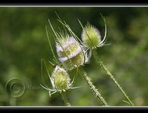 Dipsacus fullonum (Cardères sauvages)