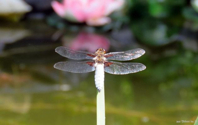 1 ère libellule sur mon bassin