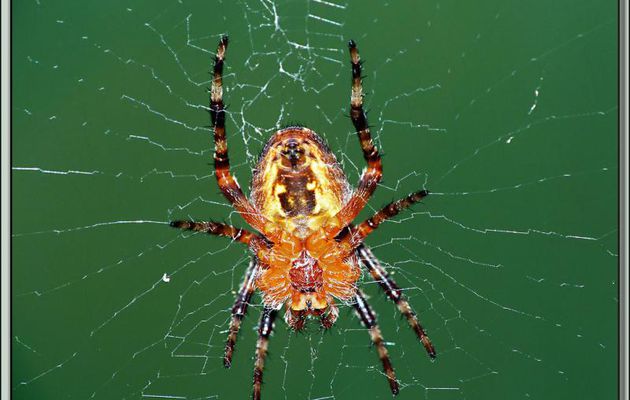 Vue d'une Araignée Épeire Diadème sous toutes les coutures - Lartigau - Milhas - 31