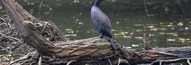 Cormorans au lac des Minimes