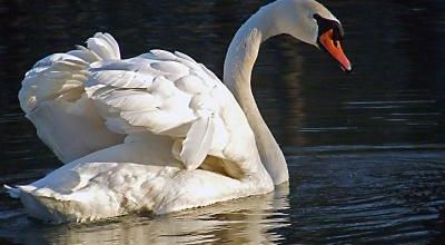 Le Cygne