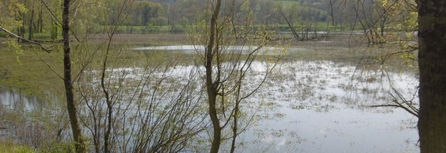 Une balade à NERBIS (40), le 26 mars (suite)...