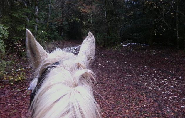 Le 14/11/2016 Le retour des n'oreilles