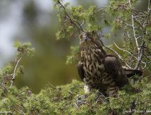 Bondrée apivore ♀ adulte