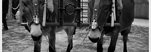 Salon de l'Agriculture 2011 : Chevaux, ânes et Mulets