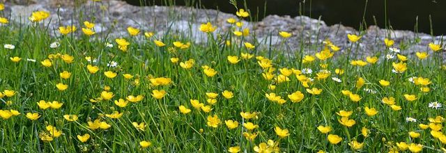Rambouillet : "Renoncules" ... ou simplement "Boutons d'Or"