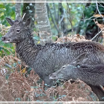 22/11/25 : au petit matin avec un poil de neige, depuis notre séjour, à travers le double vitrage et ... le grillage nous séparant du bois : biches, faons, et un très jeune cerf (daguet) déjà costaud, voir sa tête massive avec les deux petits bois qui pointent ! - Lartigau- Milhas - 31