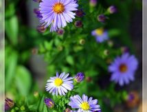 L'Aster