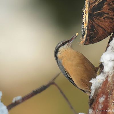 Brouillard et neige au refuge