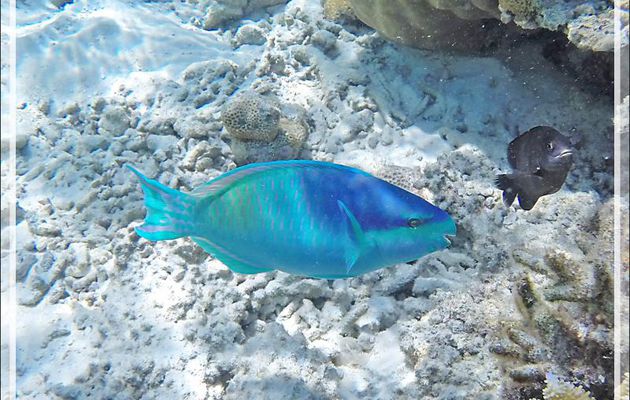 Snorkeling : Poisson-perroquet à cinq selles, Perroquet sale, Poisson perroquet rude, Fivesaddle parrotfish, Dusky-capped parrotfish (Scarus scaber) - Moofushi - Atoll d'Ari - Maldives